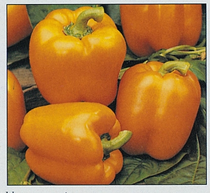Picture of Ariane F1 - Sweet Pepper